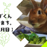 【うっ滞対策】うさぎに朝晩生野菜を食べさせたら調子がよさそう【四か月目】