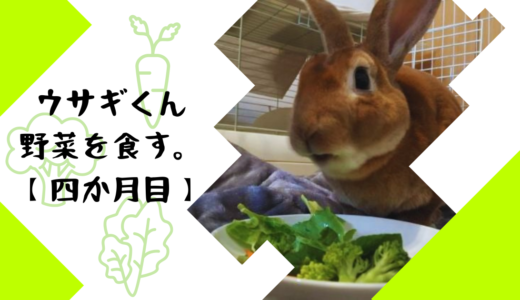 【うっ滞対策】うさぎに朝晩生野菜を食べさせたら調子がよさそう【四か月目】