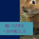 うさぎの一日の過ごし方！我が家のうさぎの一日のスケジュールをまとめてみた