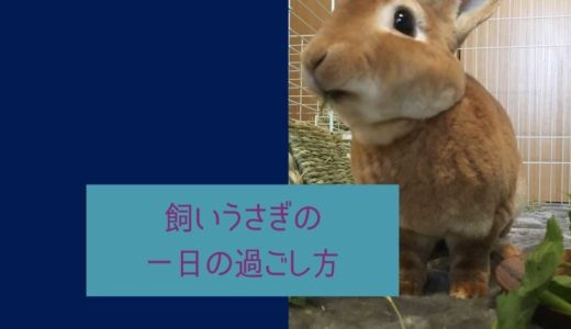 うさぎの一日の過ごし方！我が家のうさぎの一日のスケジュールをまとめてみた